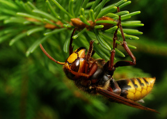 ..vespa crabro...