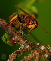 ...sršeň obyčajný - vespa crabro