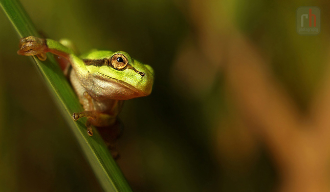 ...hyla arborea...