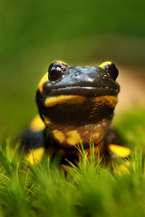 Salamandra škvrnitá