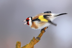 Bojová formácia Stehlika