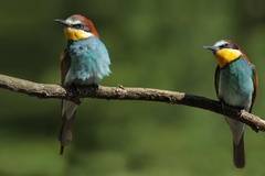 Včelárik zlaty