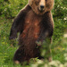 Medved hnedý  ( wild)