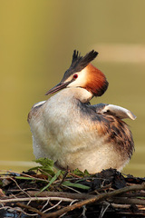 Potápka chocholatá