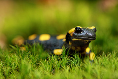 Salamandra škvrnitá