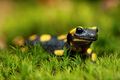 Salamandra škvrnitá