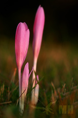 Jesienka obyčajná (Colchicum aut
