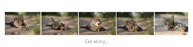 Cat story...