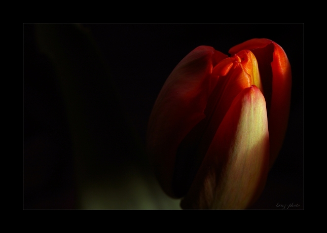 tulip 3