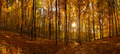 Jesenný les...