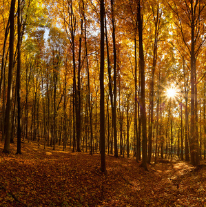 Jesenný les...