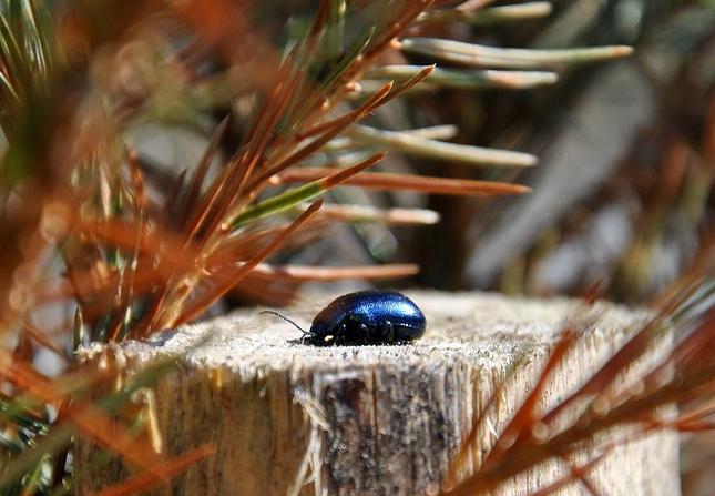 blue beetle 2