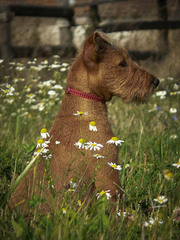Irish terrier