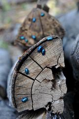 blue beetle