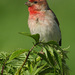 červenák karmínový 