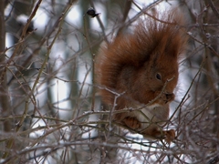  .... na obed opäť šípky