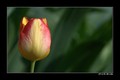 Tulip II.