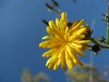 sunny flower