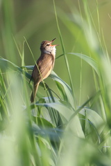 Trsteniarik škrekľavý