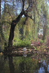Jesenná II.