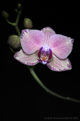Fialová orchidea