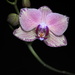 Fialová orchidea