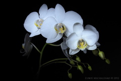 Biela orchidea