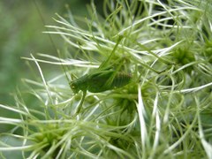grasshopper