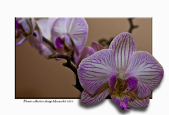 orchidea