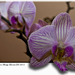 orchidea