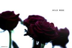 wild rose