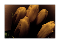 tulipany