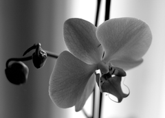 Orchidea