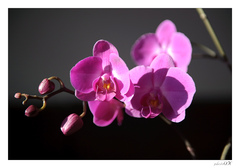 Orchidea