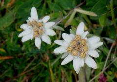encian alpsky