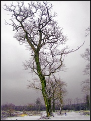 Velikán