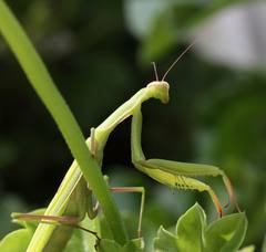Mantis religiosa