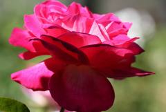 Pink "n" Rose