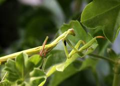 Mantis religiosa
