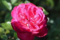 Pink "n" Rose