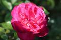 Pink "n" Rose