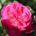 Pink "n" Rose