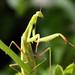 Mantis religiosa