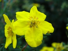Yellow flower