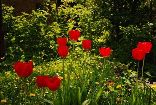 tulipany v zahradke