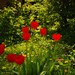 tulipany v zahradke