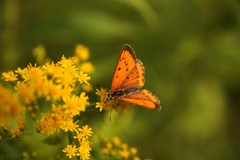MOTYL
