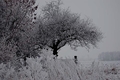 snehový strom