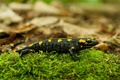 Salamandra škvrnitá