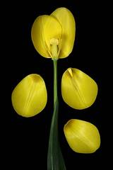 Tulipán